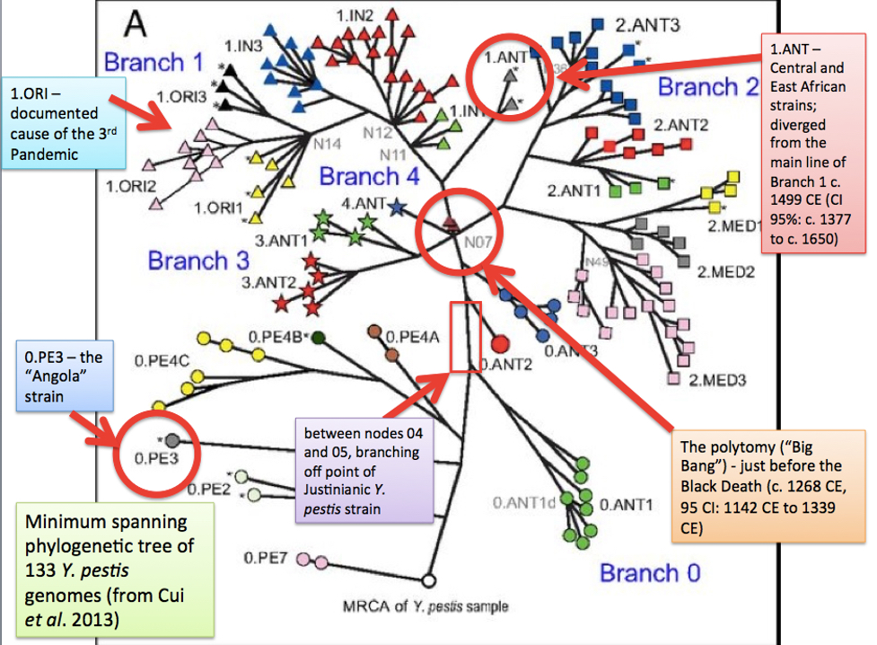 diagram showing various branches of organism from 2013, with key divisions circled